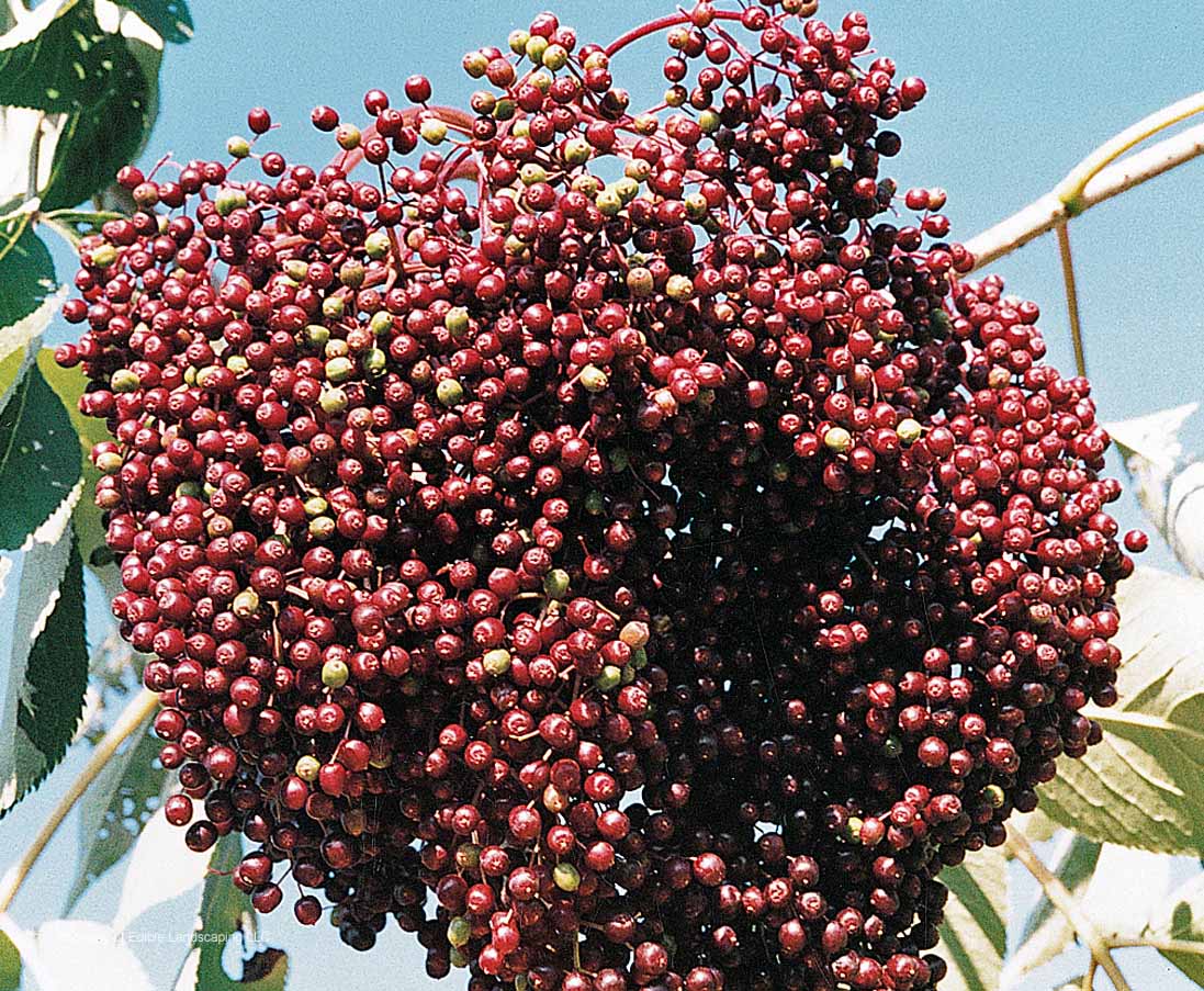 Elderberry Adams Fruit